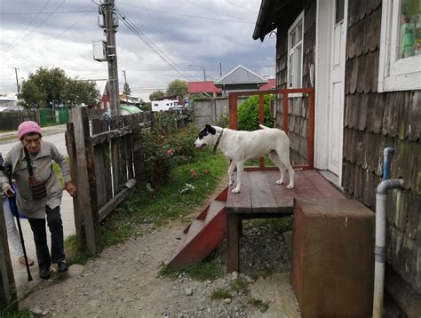 Vecinos de Alerce Histórico Norte preocupados por envenenamiento de sus