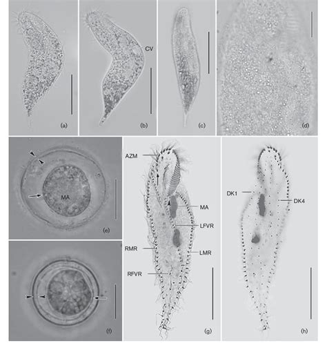 Figure 1 From Morphology Morphogenesis And Molecular Phylogeny Of A