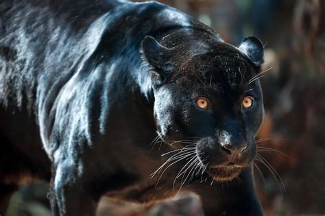 Premium Photo | Black jaguar