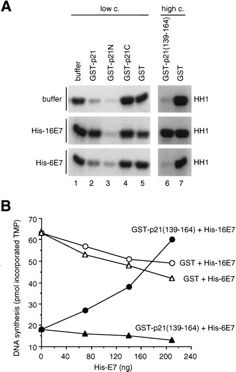 Inhibition Of Cdk Activity And Pcna Dependent Dna Replication By P Is