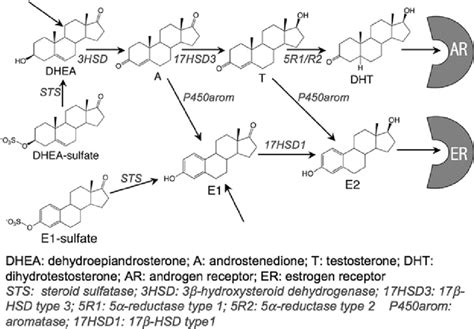 Enzymes Involved In Last Steps Of Biosynthesis Of Hormonal Sex Steroids Download Scientific