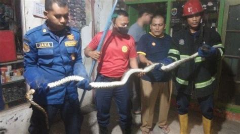 Ular Sepanjang 3 Meter Sembunyi Di Dapur Rumah Warga Di Padang