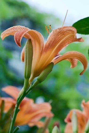 Edible Daylilies Identifying And Gathering Edible Day Lilies