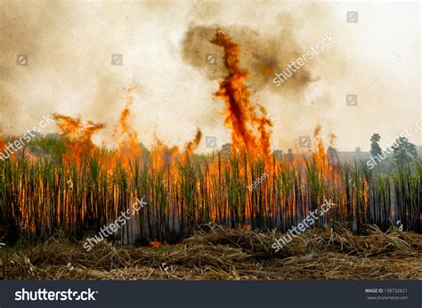 Sugarcane Field Burning Thailand Shutterstock