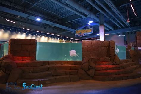 Super Savings On Passes To New Seaquest Interactive Aquarium Mile