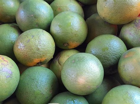 Reportan baja producción de naranja en el norte de Veracruz