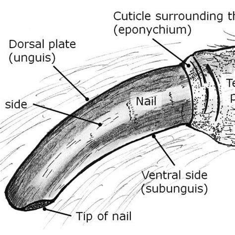 (PDF) Deformed claws in a rabbit, after traumatic fractures