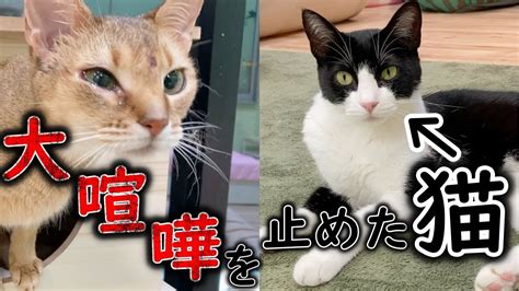 元繁殖猫のアビシニアンが大喧嘩をしてしまいました【人馴れ訓練のその後】 Pets Wacoca Japan People