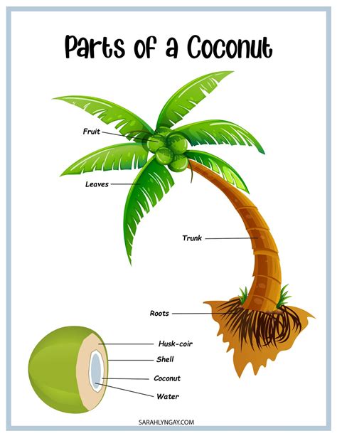 Coconut Tree Coconut Tree Life Cycle Instant Download Stem Workbook