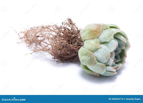 Eceveria Suculenta Planta De Corte Con Ra Ces Aisladas En Fondo Blanco