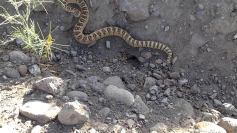 Rattlesnake Nevada Desert Youtube