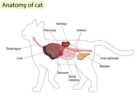 Cat Kidney Anatomy Stock Illustrations – 55 Cat Kidney Anatomy Stock ...