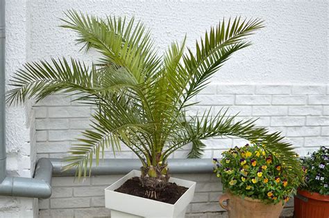 How To Grow And Care For A Majesty Palm Plantglossary