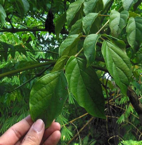 Oroxylum Indicum Bignoniaceae Image At Phytoimages Siu Edu