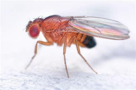 Drosophila Types And Crosses