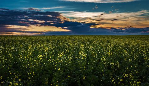 While Driving Through The Countryside Of Calgary I Caught This Sunset