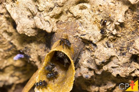 Tipos De Abelhas Sem Ferrão Mundo Ecologia