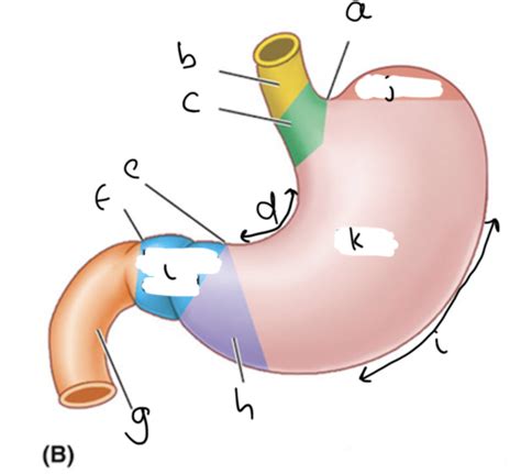 Anatomy A2 Peritoneum Peritoneal Cavity Stomach And Neurovascular