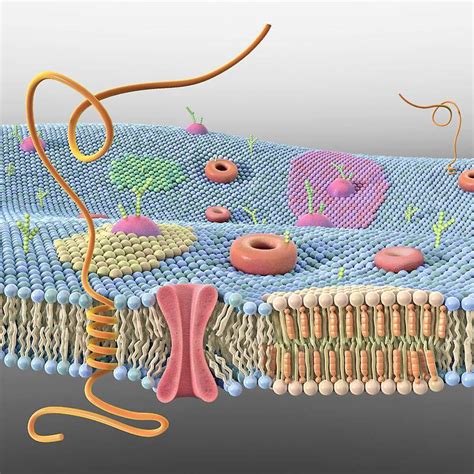 Lección 71 La Membrana Plasmática Biolocus