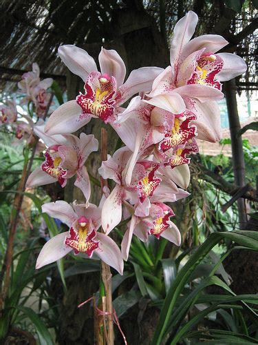 Sikkim Orchids Explore Eastern India With Us