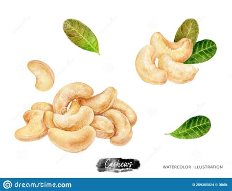 A Pile Of Cashews Hand Drawn In Watercolor Isolated On A White