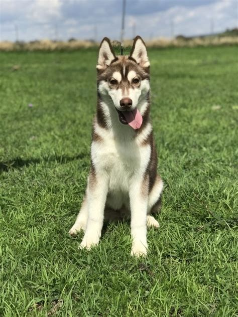 Husky Manto Rojo En Venta Husky Siberian Shadi