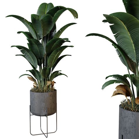 Plant 4 From Vip Collection Indoor Plants Models Blenderkit