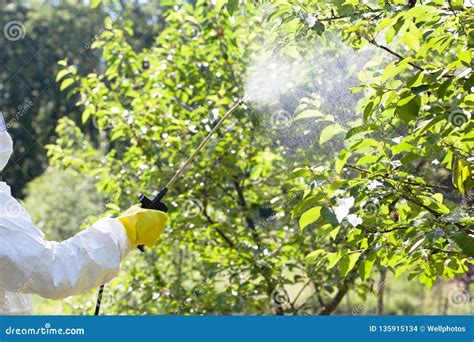 Farmer Spraying Toxic Pesticides or Insecticides in an Orchard Stock ...