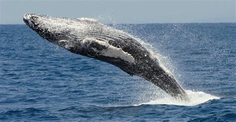 5 Best Places For Whale Watching In California