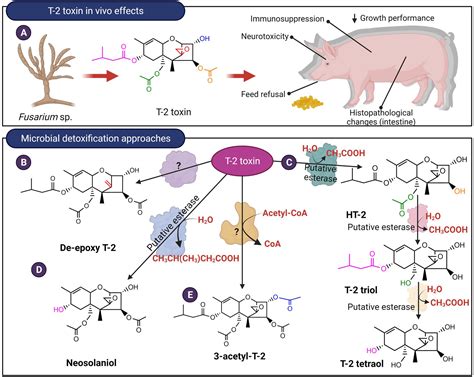 Frontiers Microbial Detoxification Of Mycotoxins In Food