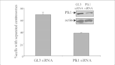 Inhibition of Plk1 by siRNA prevents Nek2A-induced centrosome ...