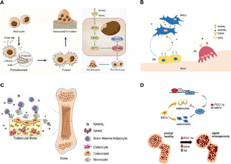 Frontiers The Three In One Bone Repair Strategy For Osteoporotic