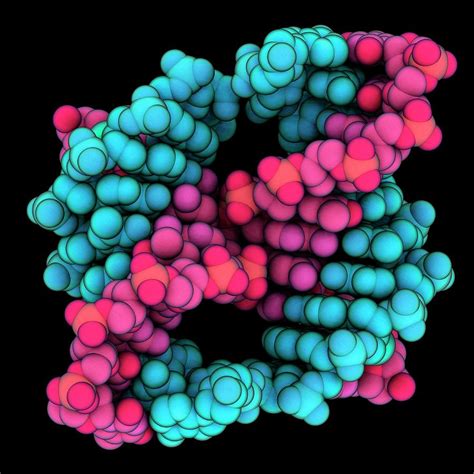 Dna Holliday Junction Photograph By Laguna Design Science Photo Library