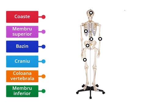 Scheletul Uman Labelled Diagram