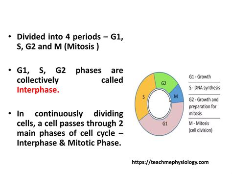 Cell Cycle Mitosis And Meiosis Smg Ppt