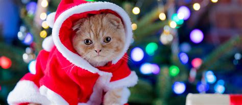 Best Cat Christmas Costumes this Holiday Season