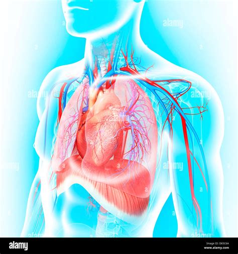 Male Chest Anatomy High Resolution Stock Photography And Images Alamy