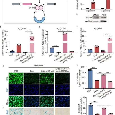RNA Binding Protein EIF4A3 facilitates the biogenesis of circLRRC8A. a ...
