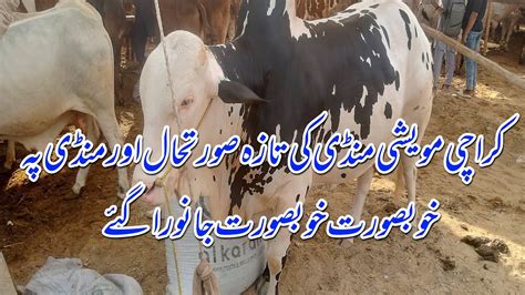 Maweshi Mandi Nazimabad No Cow Market Price Update Northern Bypass