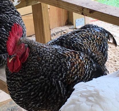 Black Sex Link Chickens Brown Egg Layers Cackle Hatchery