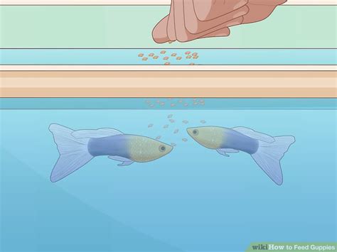 How To Feed Guppies 13 Steps With Pictures Wikihow