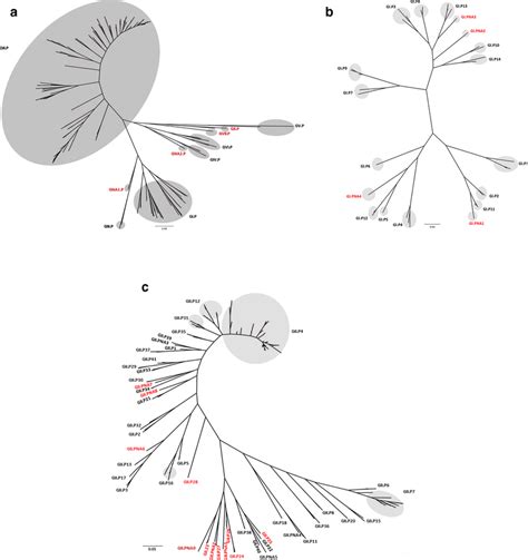 Phylogenetic Trees Of Partial 762 Nucleotides At 3′ End Of Orf1 Rdrp