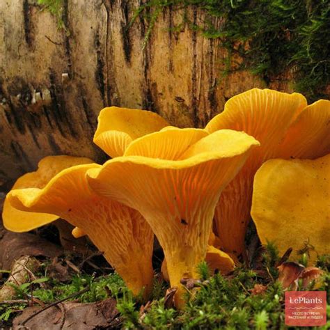 🍄 Лисичка обыкновенная (Cantharellus cibarius) — Съедобные и условно ...