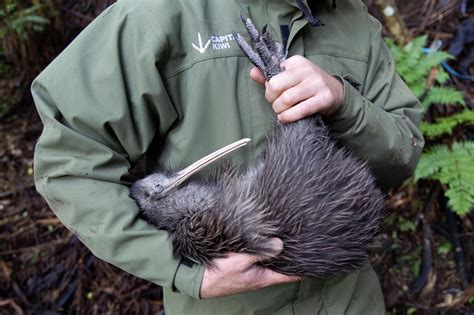 New Zealand fights to save its flightless national bird