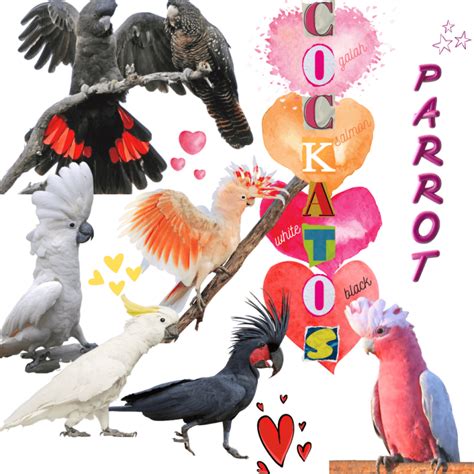 Talking parrot - How do parrot talk | Why do parrot talk