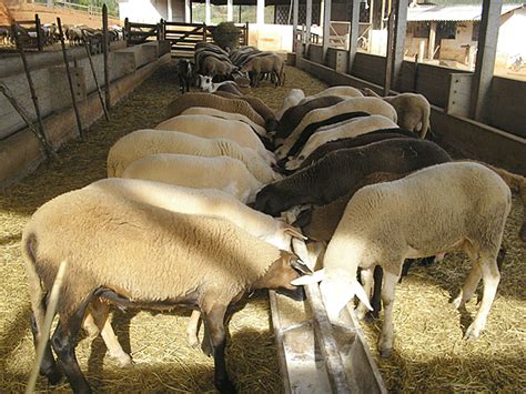 Cria O De Animais Manejo Nutricional De Caprinos E Ovinos