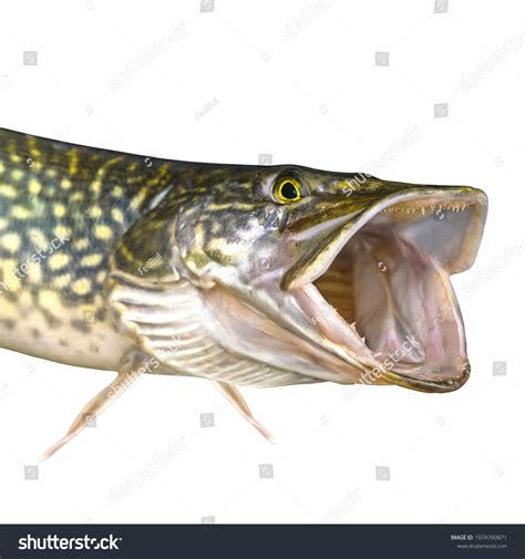 Pike Fish Isolated On White Background Stock Photo 1074760871