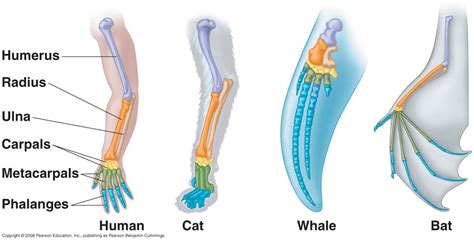 Select The Examples Of Homologous Structures