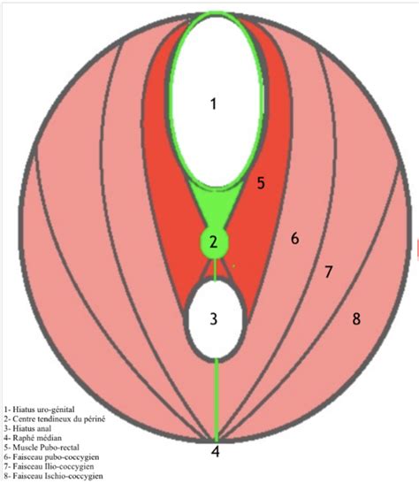 muscle transverse sphincters UE8 Spé Petit Bassin Tutorat