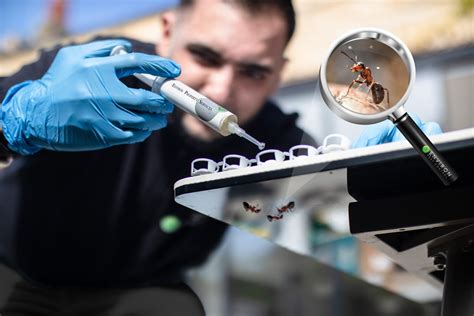 Ant Control - Environ Pest Control